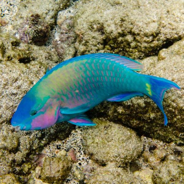 Climate Science Digest: May 7, 2025 Image: palenose parrotfish