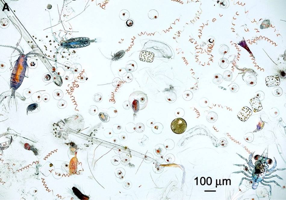Marine heatwaves amplify climate stress on North Sea plankton Image: Plankton