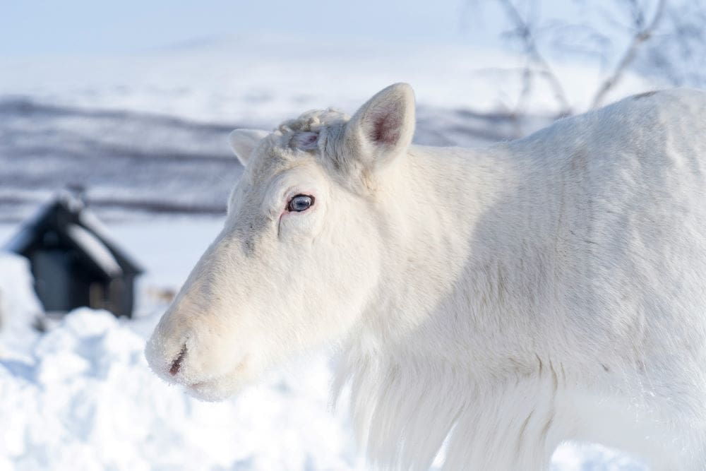 Growing Arctic military presence worries Finland's reindeer herders Image: A beautiful white reindeer at the Arctic Land Adventure Reindeer Ranch. In the background you can see one of their amazing glass igloos (s. military presence, Finland, reindeer herders)