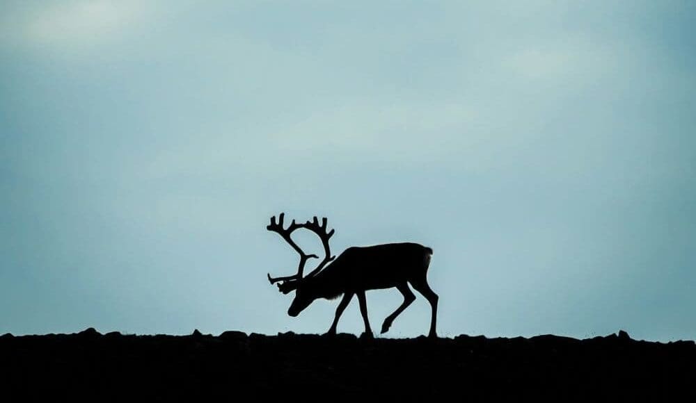 Image: A reindeer in nature (s. climate change, military)