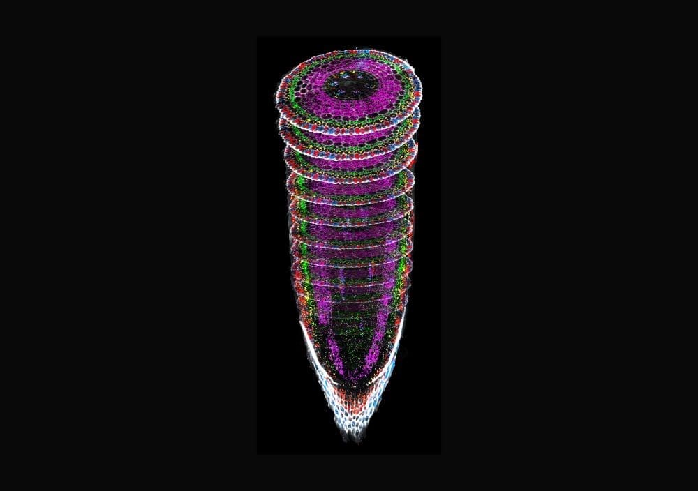 How plant roots adapt to soil stress at the cellular level Image: Rice root (s. plant roots, cells, soil)