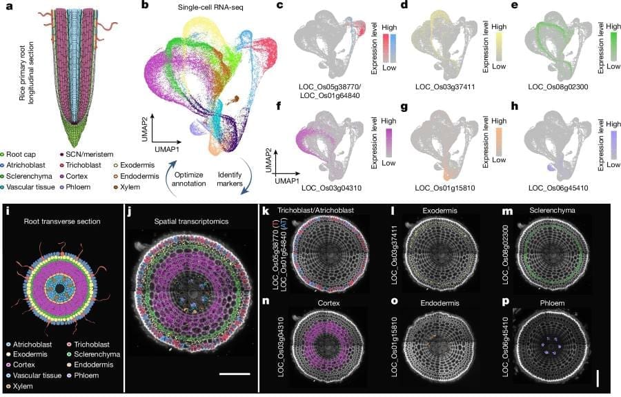 Image: scRNA-seq and spatial transcriptomic analysis reveals trajectories and markers for rice root cell types 