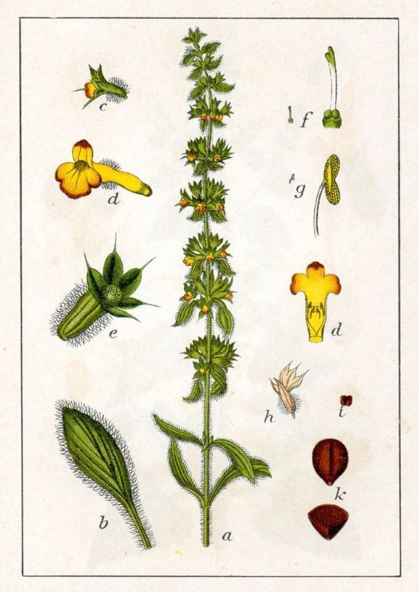 Image: Sideritis montana (s. climate change, genomic erosion)
