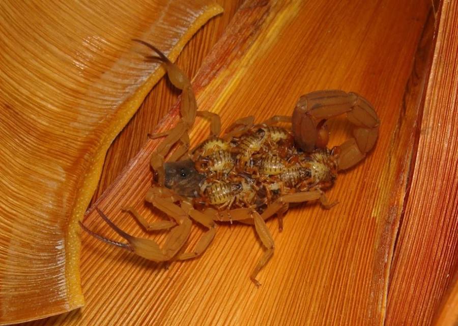 Climate Science Digest: May 9, 2025 Image: Tityus serrulatus