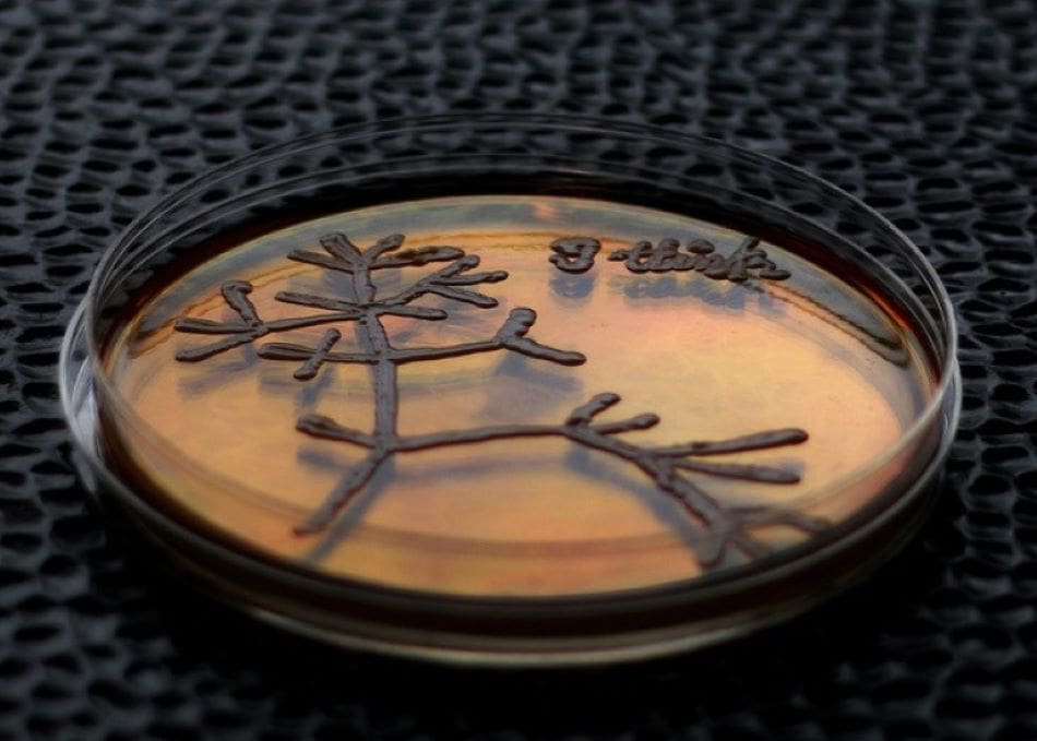 Image: The 'Tree of Life' by Charles Darwin, drawn with yeast on a Petri dish