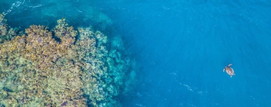 Image: Sea turtle over a coral reef, Fiji