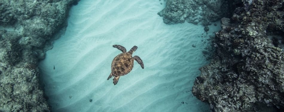 Image: Sea turtle swims in a coral reef in Hawaii