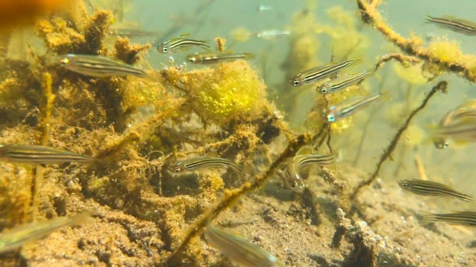 Zebrafish adapt to heat without fitness cost Image: Zebrafish in their native habitat in India