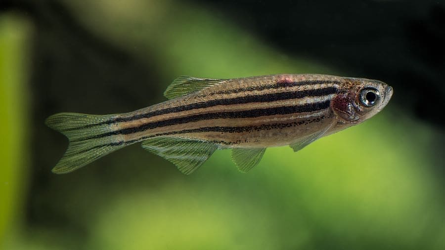 Zebrafish adapt to heat without fitness cost Image: Zebrafish