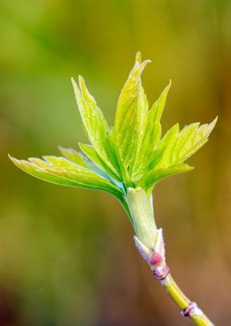 Image: new boxelder (Acer negundo) leaves in spring (s. summer solstice, climate change)