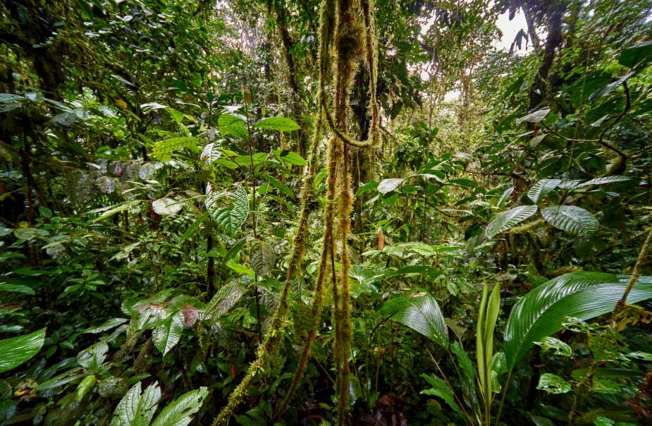 Image: a lush green forest filled with lots of trees