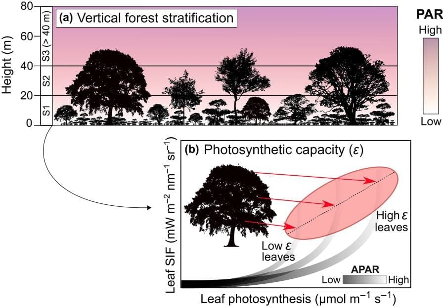 Image: Infographic in study (s. Amazon rainforest)