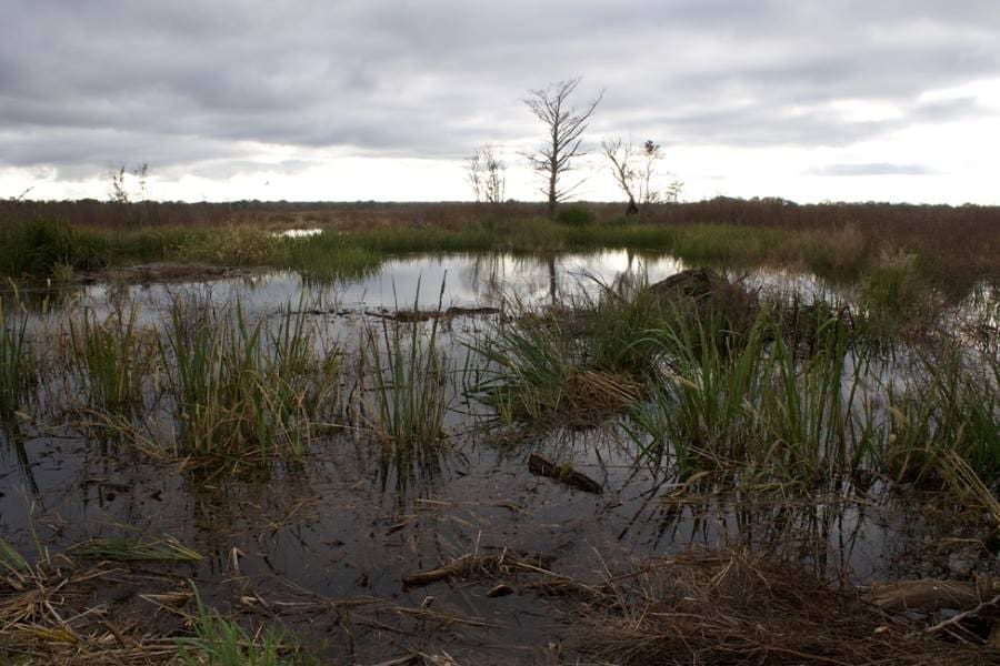 Image: Ancient American Southeast Swamp