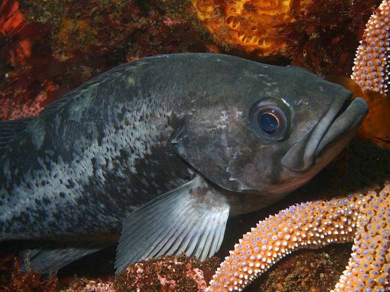 Image: a black rockfish (s. science