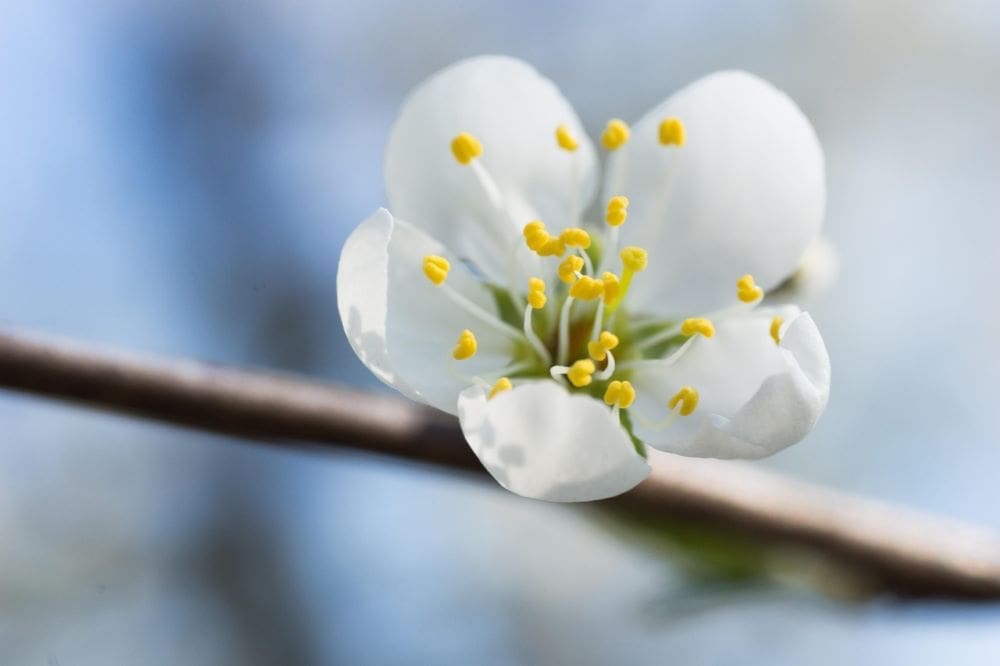 Longer exposure, more pollen: climate change worsens allergies Image: Blossom, Bloom, Pollen