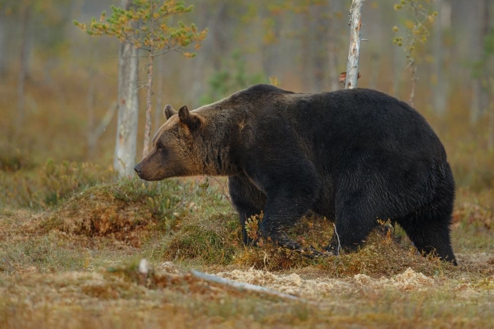 Climate and diet drive brown bear shifts across Europe Image: Brown bear in the natural habitat, Finland