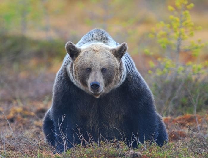 Image: Brown bear (Ursus arctos), Europe, Turkey