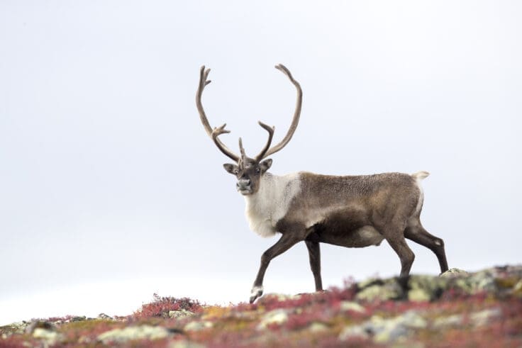 AI sea ice forecasts help protect Arctic caribou migration routes Image: Bull barren-ground caribou (Rangifer tarandus groenlandicus)