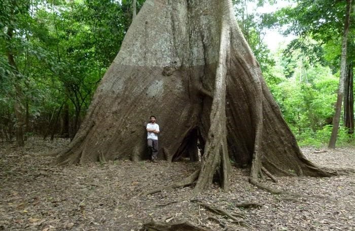 Amazon hydrological extremes intensifying, tree rings study shows Image: tree in Amazonia