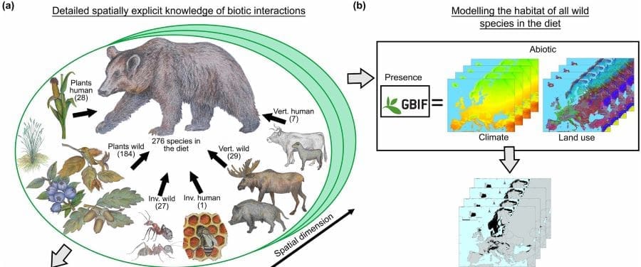 Image: diagram | infographic (s. brown bear, climate change, diet)
