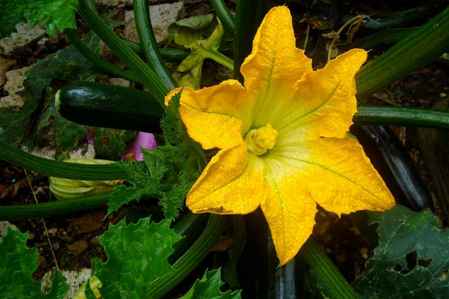 Image: zucchini flower