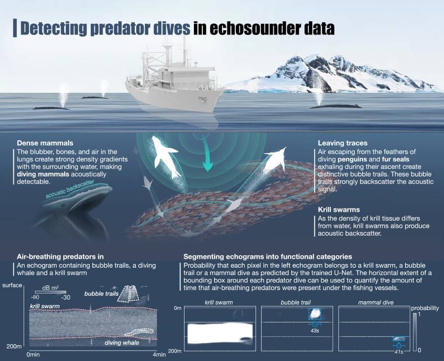 Antarctic krill fishing overlaps with penguin and whale feeding hotspots, study shows Image: Conceptual basis for the detection of air-breathing predators in echosounder data (s. Antarctic krill)