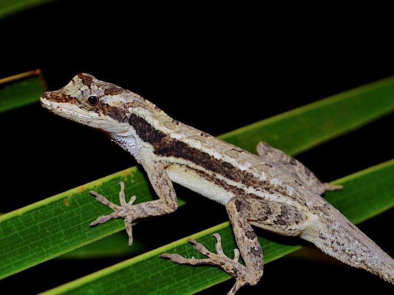 Image: a lizard in nature (s. science