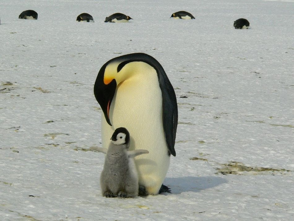 Emperor penguin population shrinking faster than expected in Antarctica Image: a penguin with chick