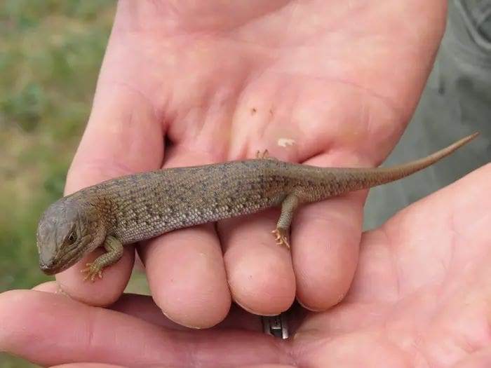 Image: pygmy blue-tongue skink (s. science