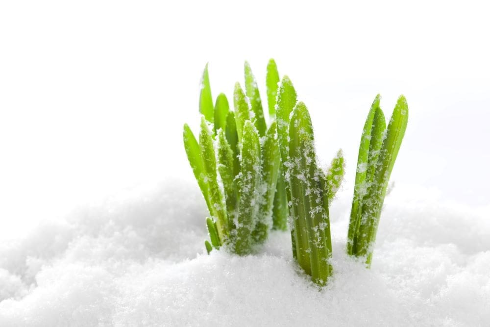 Image: Grass in snow
