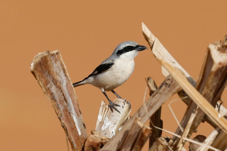 Image: Great Grey Shrike Perching on a Piece of Wood