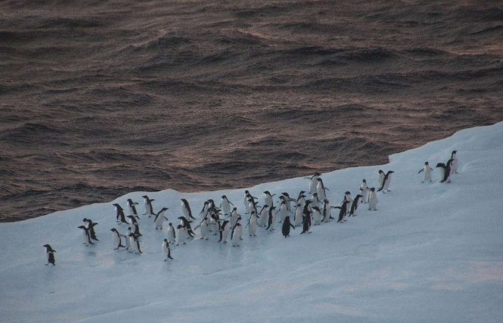 Image: In search of krill, fishing vessels in the Southern Ocean encounter penguins during their main breeding season in the immediate vicinity of their breeding colonies