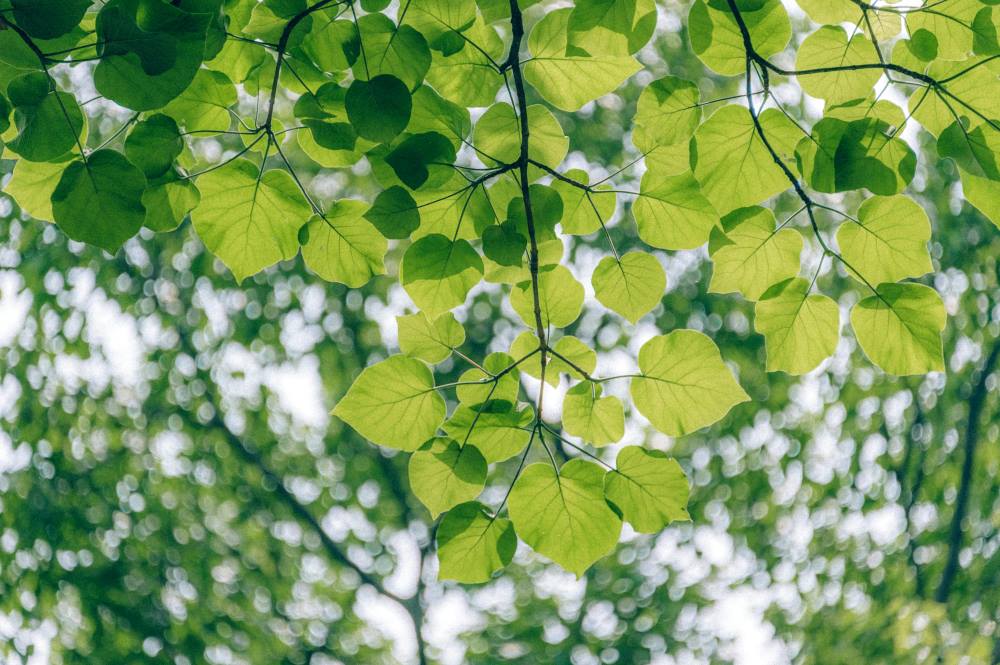 Urban trees continue cooling cities even during extreme heatwaves Image: Green Leaf Tree