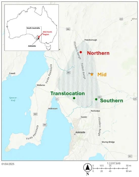 Image: map showing locations of pygmy bluetongue