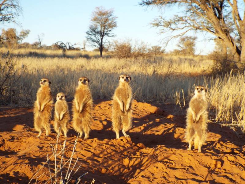 Image: meerkats family (s. science)
