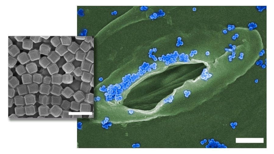Image: Main image at 3,000x magnification shows the SENDS nanoparticles (in blue) surrounding the stomata of a plant. Inset image shows the SENDS nanoparticles at 50,000x magnification