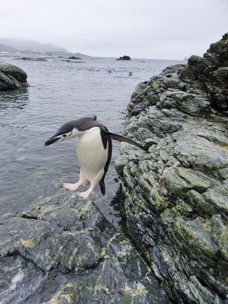Image: penguin in Antarctica (s. Antarctic krill)