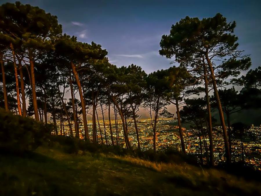 Towards a shared future with nature Image: trees, city in the night (s. nature)