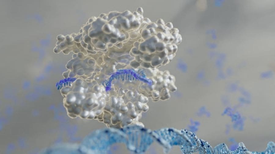 Image: A guide RNA strand, in purple, guides CRISPR to a DNA strand