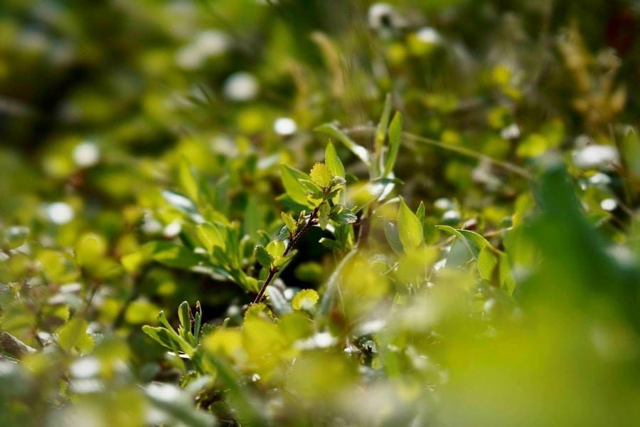 Arctic plant life shifts in complex patterns as climate warms Image: Shrub (s. arctic plants, climate change)