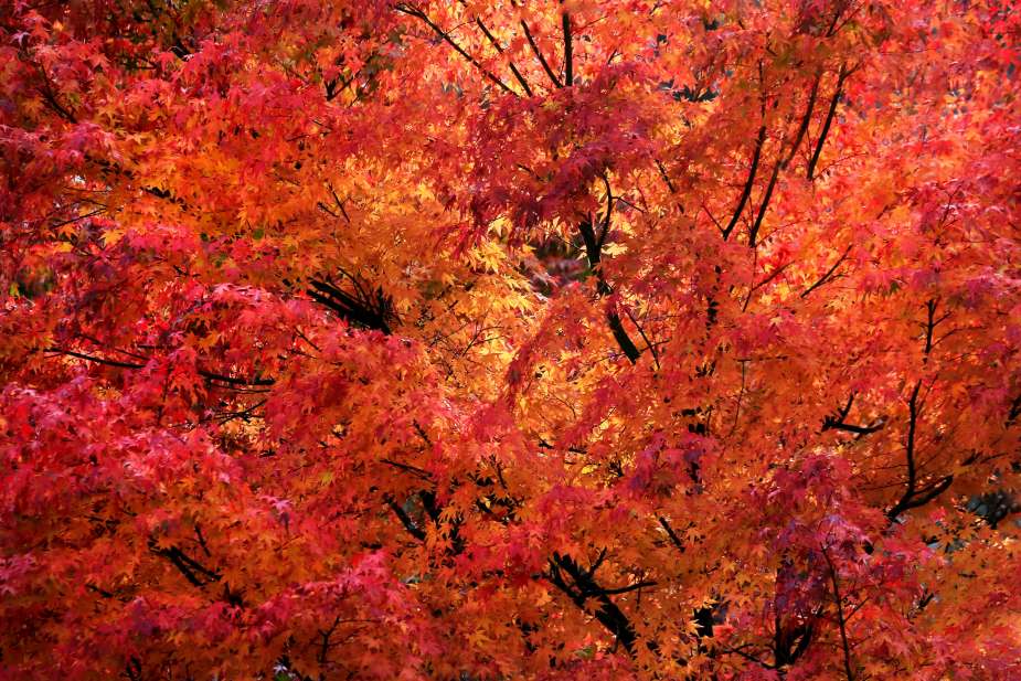 Image: Autumnal leaf colour change in sugar maple (Acer saccharum)