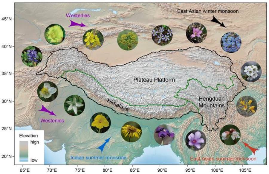 Image: Topographic map of the Qinghai-Tibet Plateau and representative plants (s. science, climate, Muser)