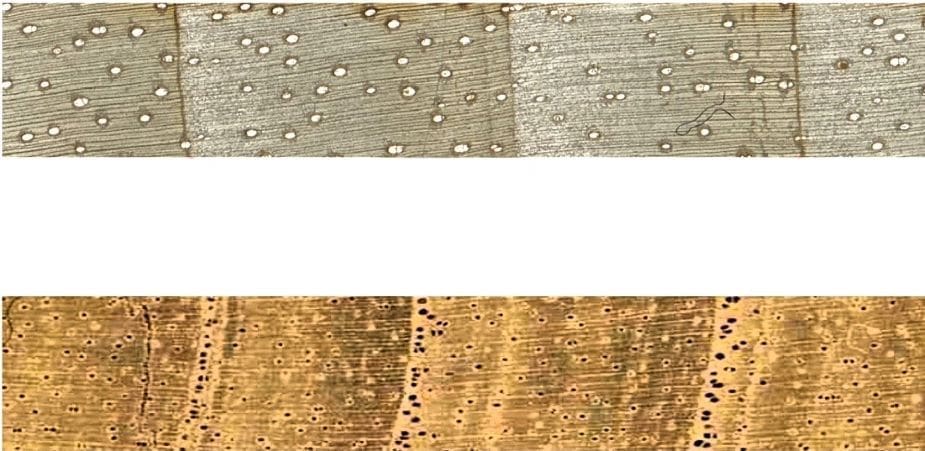 Amazon hydrological extremes intensifying, tree rings study shows Image: Tree growing seasons at the seasonally flooded and the terra firme forests match the Amazon-wide dry and wet seasons, respectively