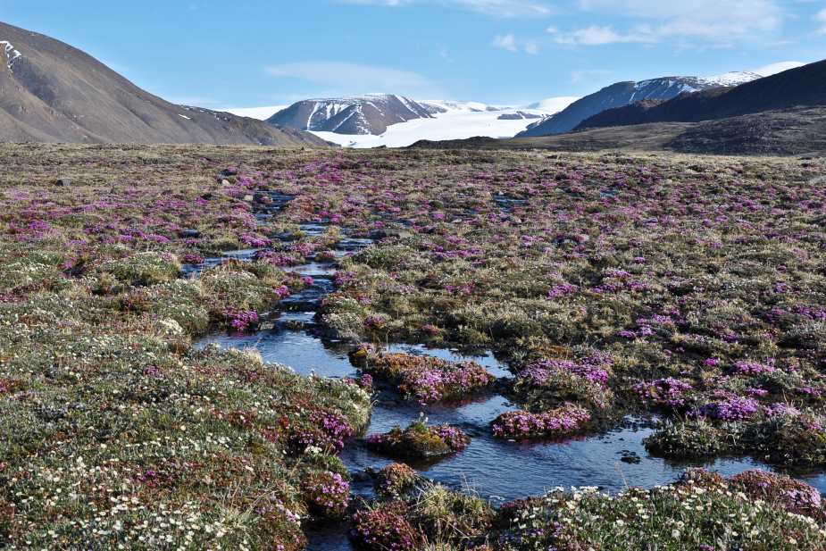 Image: Tundra plants can eek out an existence in the very short summers of the Canadian High Arctic such as here on Ellesmere Island, Nunavut