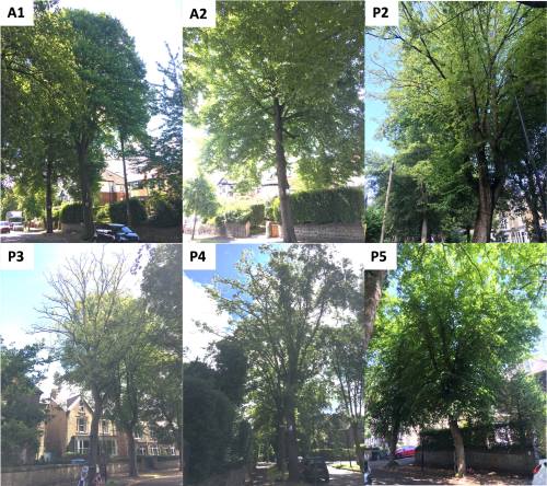 Images of some of the studied trees