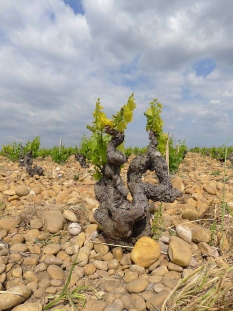 Image: Climate change has affected wine regions worldwide, but with uneven impacts (s. science)