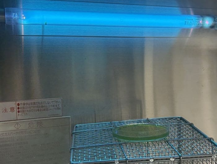 Image: Yeast cells under ultraviolet light