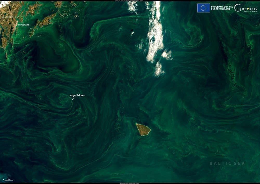 Image of the day: Algae thrive in overheated Baltic waters Satellite Image: Baltic Sea, coast of Sweden