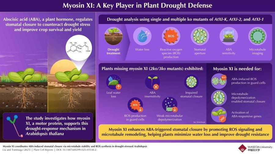 How plants fight drought with a hidden cellular ally Image: Engineering Resilience: The Role of Myosin XI in Plant Drought Tolerance