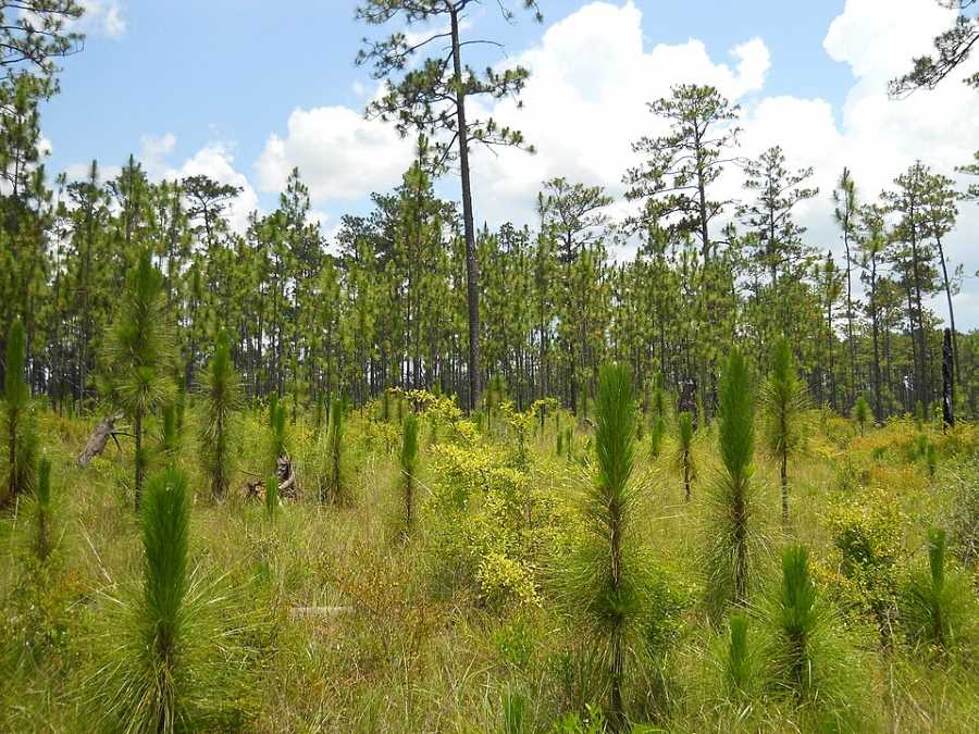 Image: Naturally regenerated longleaf pines in DeSoto National Forest, Mississippi 